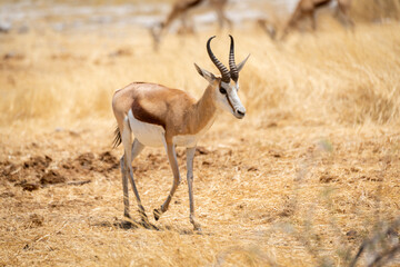 Springbok walks through grass with others behind