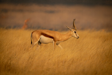 Springbok walks through grass with flames behind