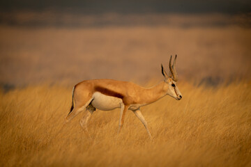 Naklejka na ściany i meble Springbok walks through long grass in profile