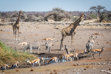 Fototapeta na wymiar Springboks at waterhole with giraffes and zebras