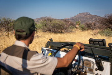 Three giraffes in bushes watched by driver © Nick Dale