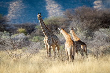 Three southern giraffe stand among sunlit bushes