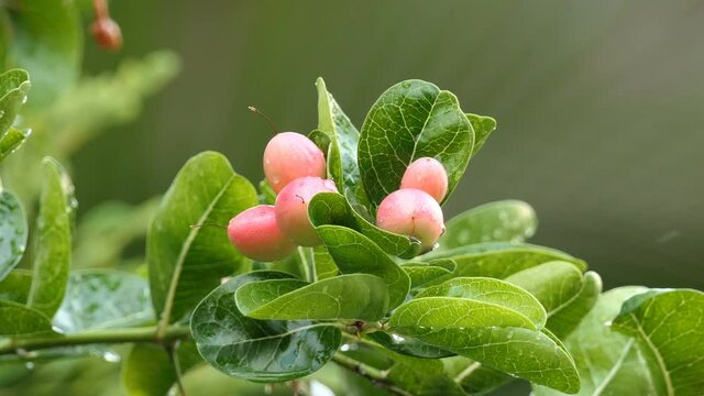 Carunda or Karonda Fruit on tree for good health