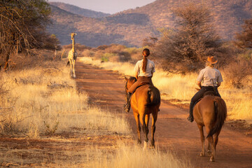 Two horsewomen watch southern giraffe on track