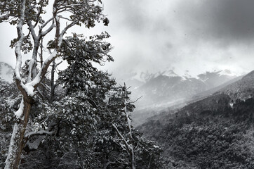 A view of snowy forest and big snowy mountains on a gray cloudy day. Frozen land seen from cable car at Cerro Bayo in Villa La Angostura, Neuquen, patagonia region of Argentina.