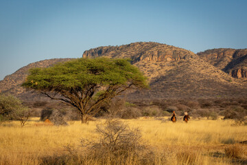 Two women ride near hills past acacia