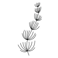 Seaweed set. Water grass. Freehand coloring book. Vector illustration isolated on white background