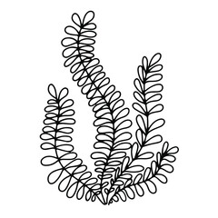 Seaweed set. Water grass. Freehand coloring book. Vector illustration isolated on white background