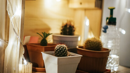 plants modern in living room