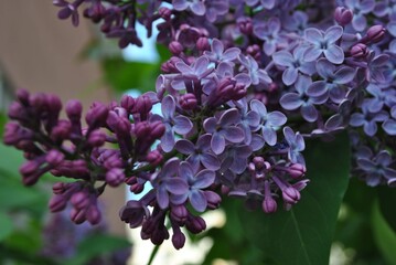  Syringa vulgaris flowers 