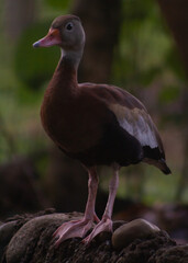 pichi en el estanque