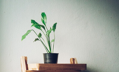 plant in a vase on the table