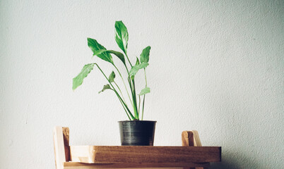 plant in a vase on the table