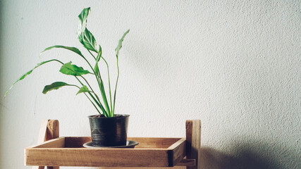 plant in a vase on the table