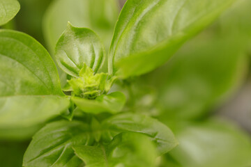 Macro photo shot of basil plant