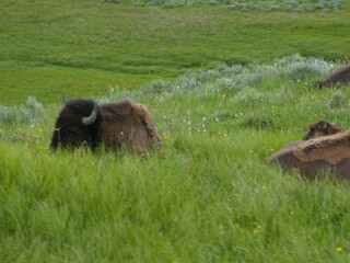 Yellowstone National Park 