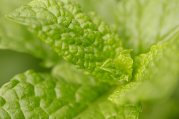 Macro photo shot of mint plant. Textured view