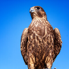 Mongolian government has named the falcon as the national bird of Mongolia.