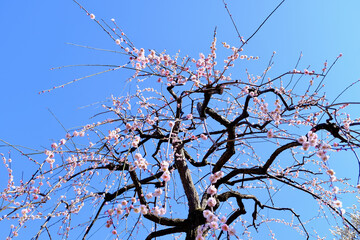 【東京】府中市郷土の森博物館の梅（春）