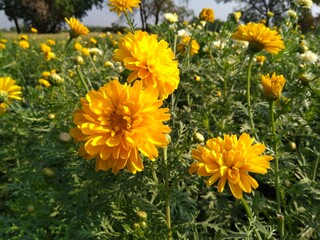 field of dandelions