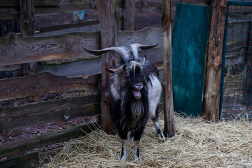 Large mountain goat. Corasive goat in an aviary with hay. Country farm