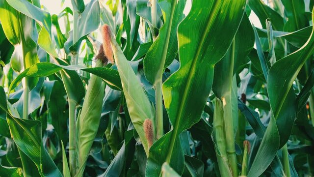 green corn on stalks in agricultural cultivated field, close-up and slider shots