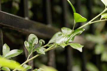 Laurel shrub or bay tree, laurus nobilis. Detail of a growing shrub dividing suburban homes with black fence in the background