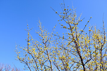 【東京】府中市郷土の森博物館のサンシュユ（春）