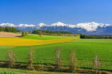 Obraz premium 美瑛 冠雪の十勝岳連峰