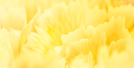 Abstract floral background, yellow carnation flower petals. Macro flowers backdrop for holiday brand design.