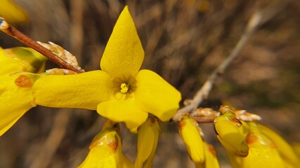 봄에 피는 노란색 개나리꽃(
Yellow forsythia flowers blooming in spring)