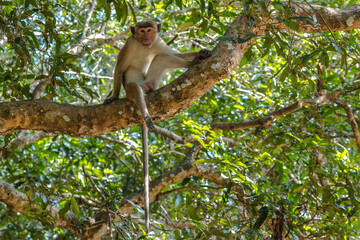 Naklejka premium maquaque sitting in tree during covid-19 pandemic in wilpattu national park february 2021