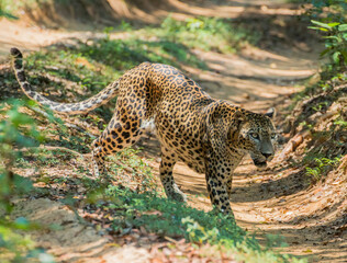 beautiful sri lankan male leopard (Panthera pardus kotiya) in wilpattu national park sri lanka