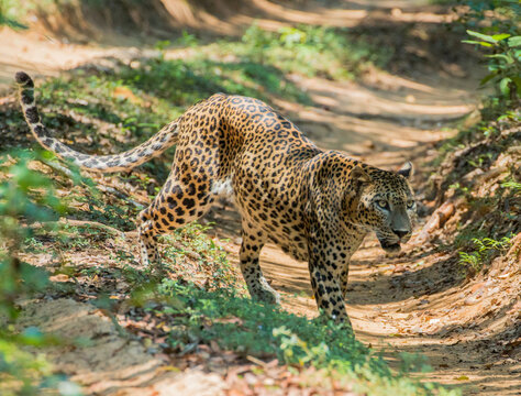 beautiful sri lankan male leopard (Panthera pardus kotiya) in wilpattu national park sri lanka