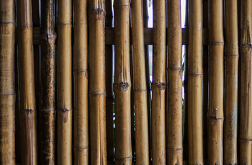 close up grown bamboo wood for background