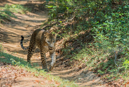 beautiful sri lankan male leopard (Panthera pardus kotiya) in wilpattu national park sri lanka