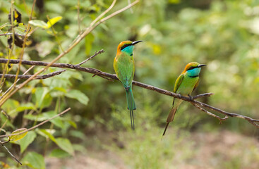 green bee eater couple in sri lanka