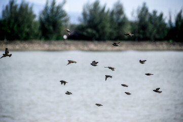 Flocks of sparrows in the sky