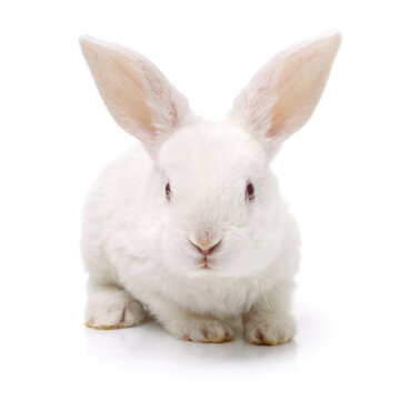 Cute white baby rabbit on white background