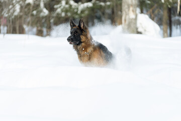 German Shepherd runs through deep snow. The beauty of dog movement in the snow