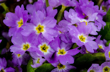 Purple and yellow primroses in bloom and leaves.Primroses in spring.