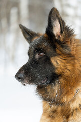 winter portrait of a German Shepherd close-up