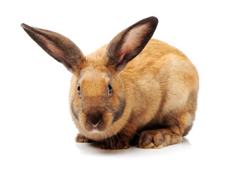 brown bunny rabbits isolated on white background