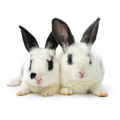 Cute white baby rabbit on white background