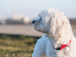 Detail portrait with a cute small Maltese or Bichon puppy dog looking at the camera