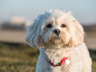 Detail portrait with a cute small Maltese or Bichon puppy dog looking at the camera