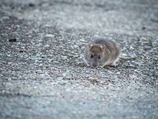 Brown rat (Rattus norvegicus) on the sidewalk, in the city looking for food.