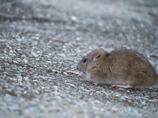 Brown rat (Rattus norvegicus) on the sidewalk, in the city looking for food.
