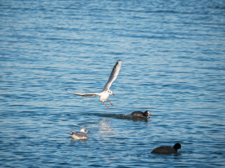 A seagull attacking a Eurasian coot at the surface of the water