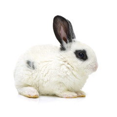 Cute white baby rabbit on white background